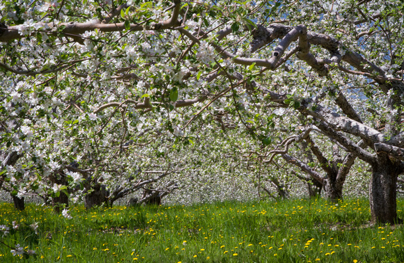 Apple Orchard II