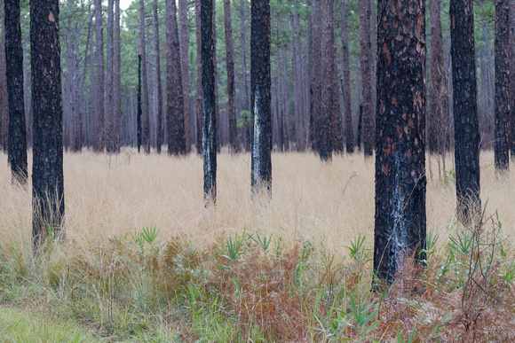 Croatan National Forest - Longleaf Pine & Wire Grass