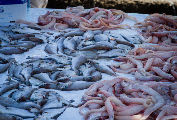Essaouira- fish market at Harbor