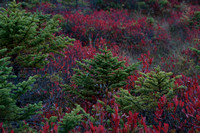 Acadia National Park - Fall Foliage 2019