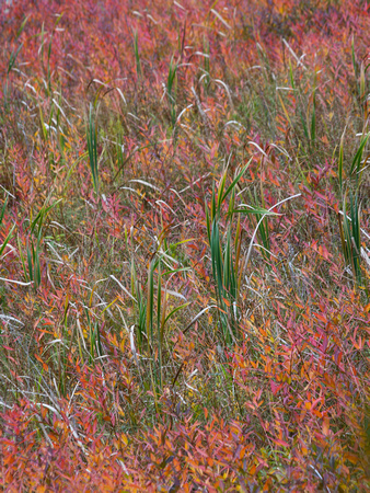 Tapestry of grasses, Wickham Marsh