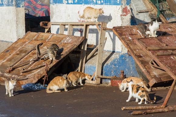 cats at Essaouira Harbor